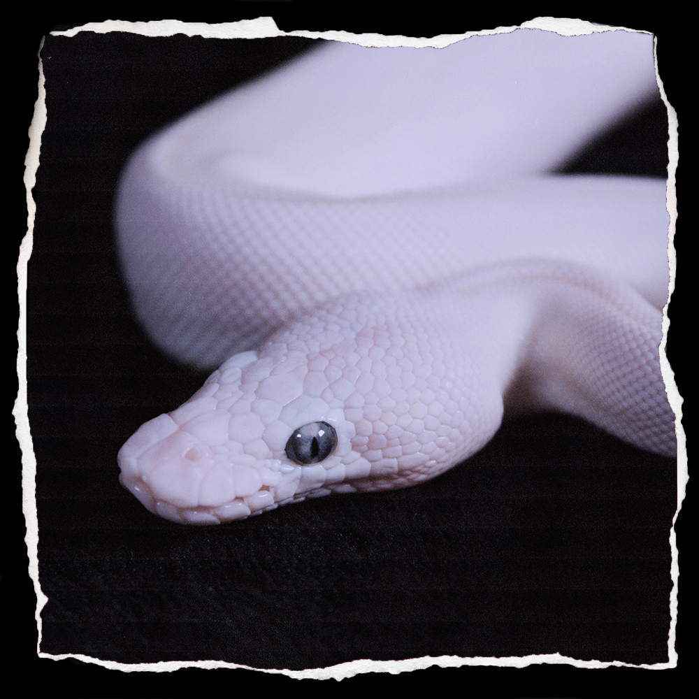 BLUE EYED LEUCISTIC