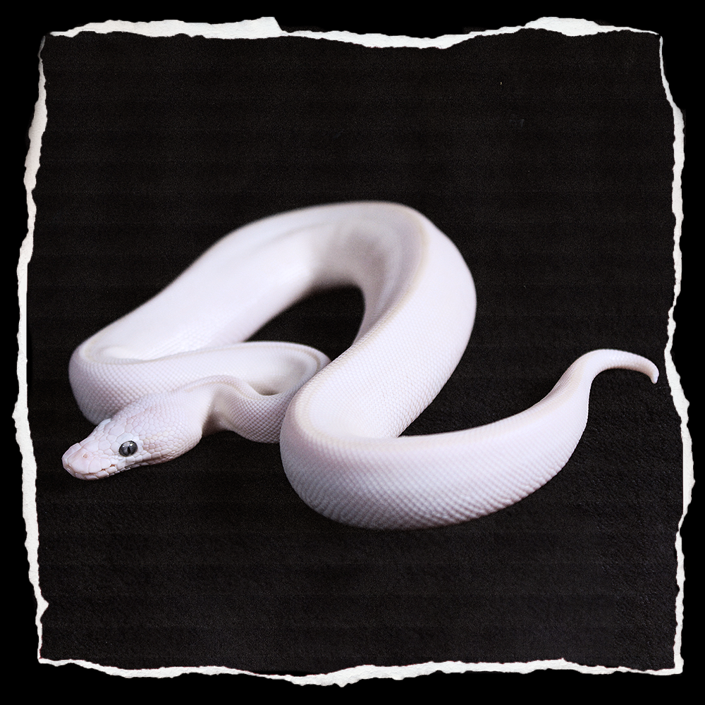 BLUE EYED LEUCISTIC