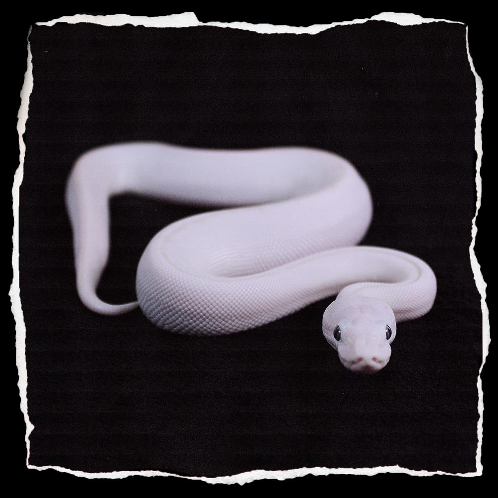 BLUE EYED LEUCISTIC