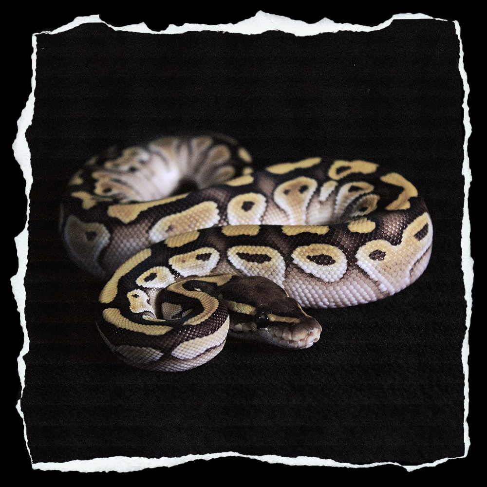 LESSER