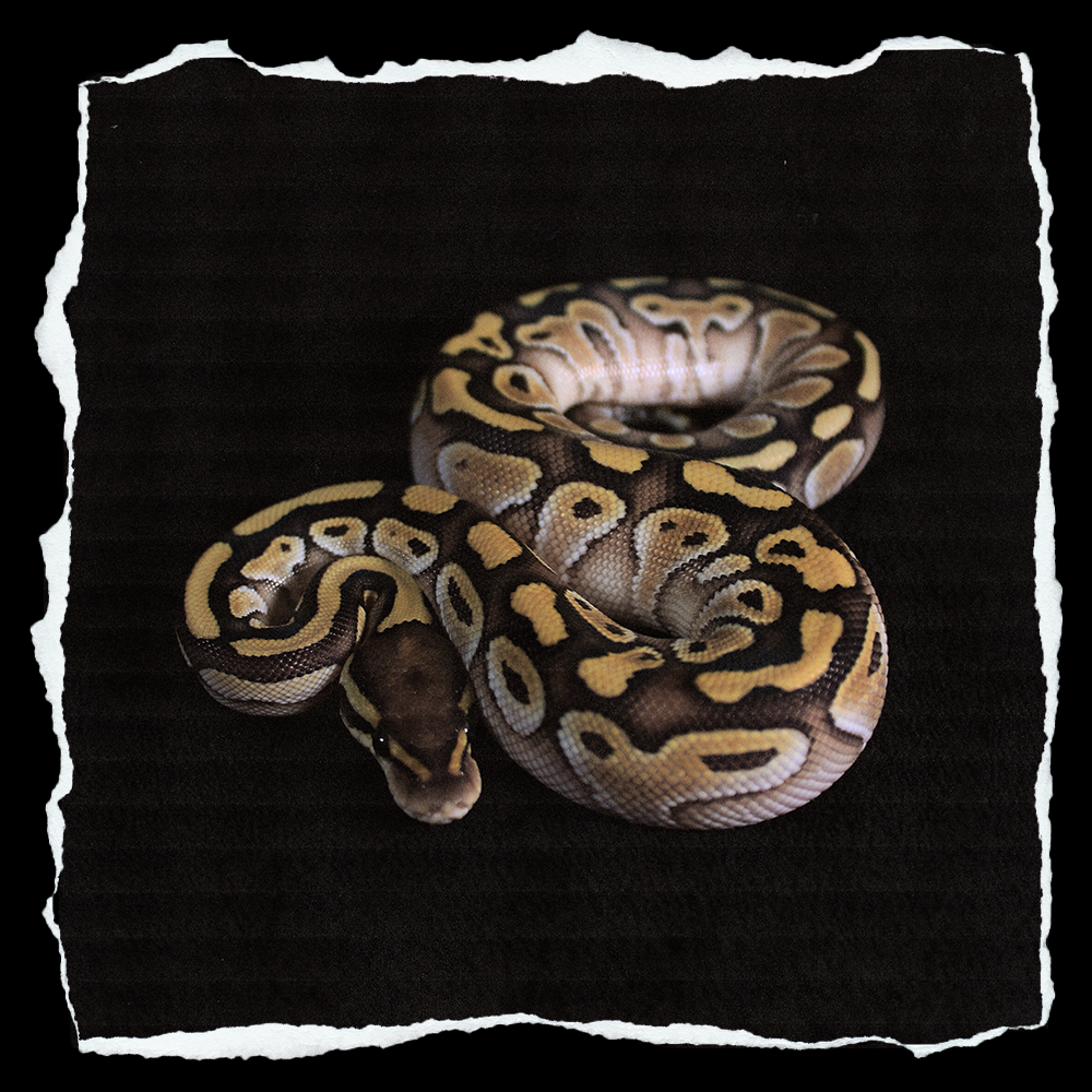 LESSER