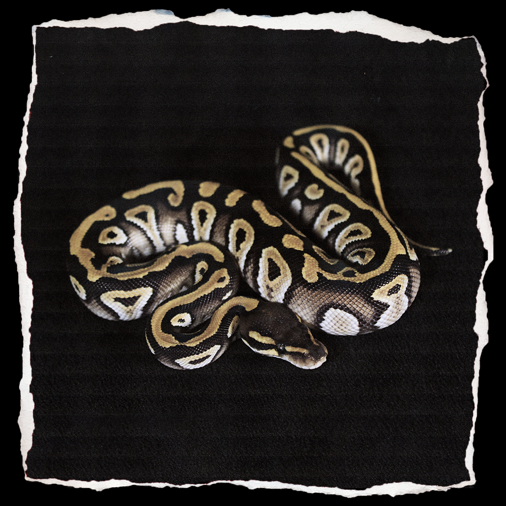 MOJAVE