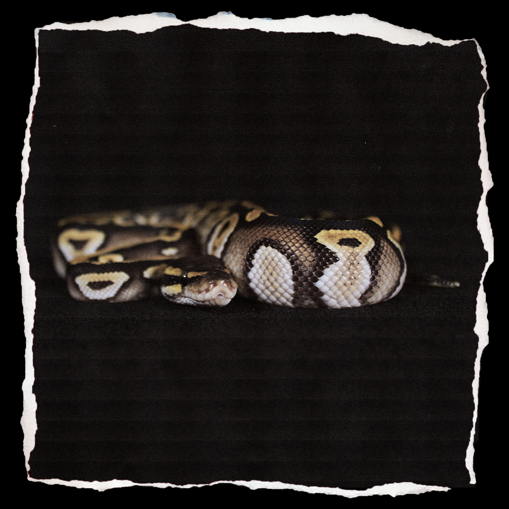MOJAVE