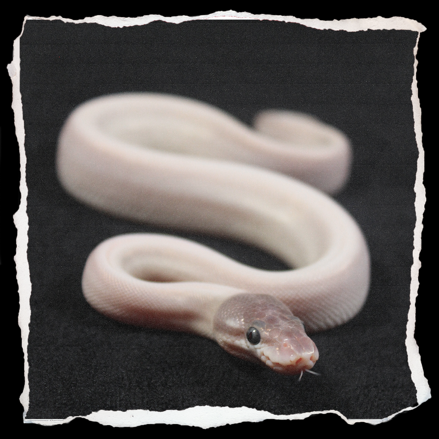 Ball Python (Super Mojave)
