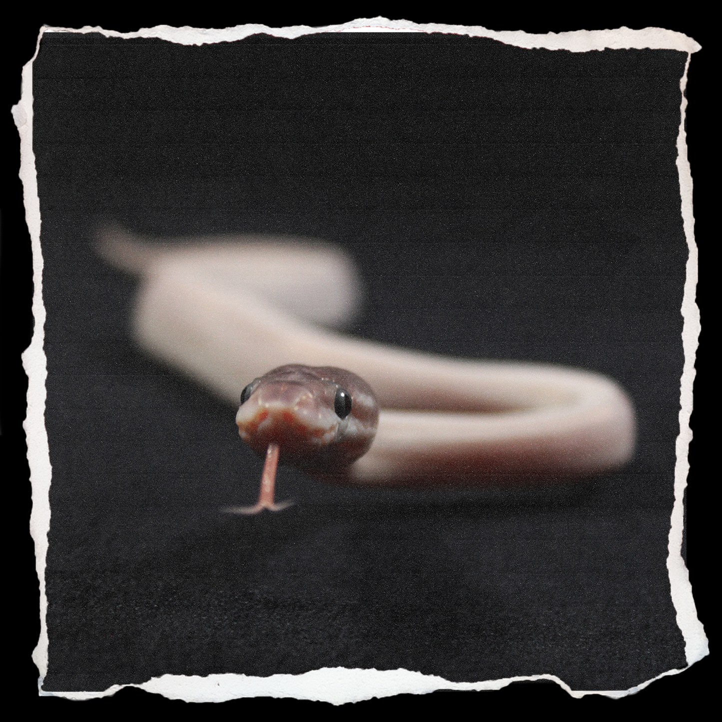 Ball Python (Super Mojave)